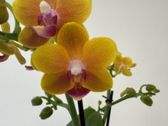 Phalaenopsis Yellow Drops (2 Rispen)