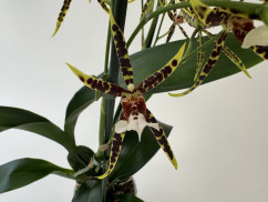 Brassia Tarantula Coral (2 Rispen)