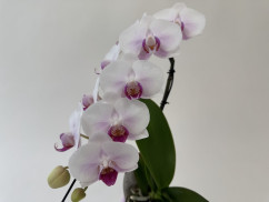 Phalaenopsis Swan 'Red lip' (1 Rispe, inkl. Übertopf)