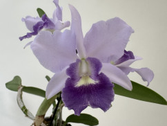 Cattleya Final Blue