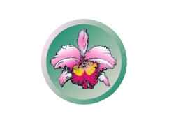 Phalaenopsis Dragon Heart (2 Rispen)