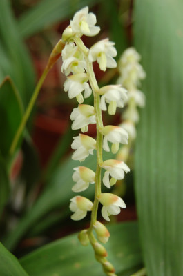 Dendrochilum uncatum