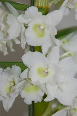 Dendrobium Spring Dream 'Apollon' (3 Rispen)