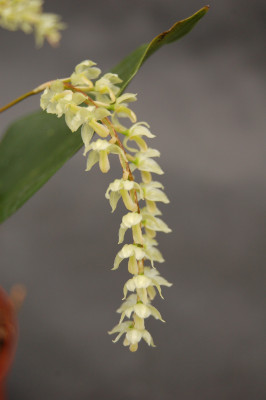 Dendrochilum filiforme