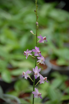 Doritis pulcherrima 'coerulea'