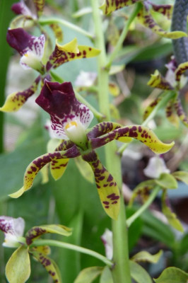 Epidendrum scriptum