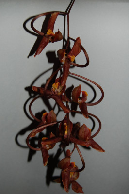Gongora galeata (Jgpfl.)
