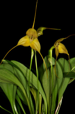 Masdevallia triangularis