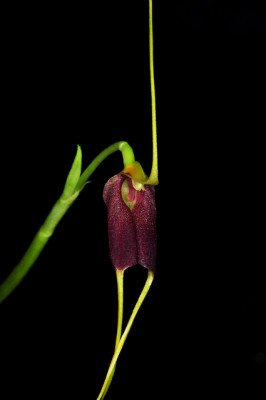 Masdevallia excelsior