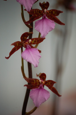 Odontoglossum bictoniense