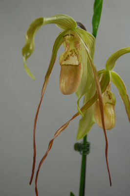 Phragmipedium Paul Eugene Conroy