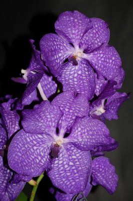 Vanda Blue Magic (in Blüte / Knospe)