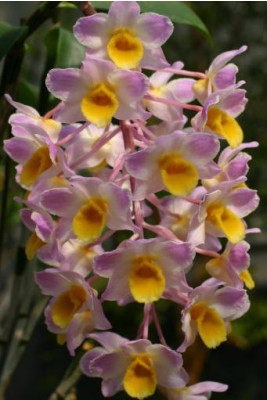 Dendrobium amabile