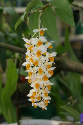 Dendrobium thyrsiflorum