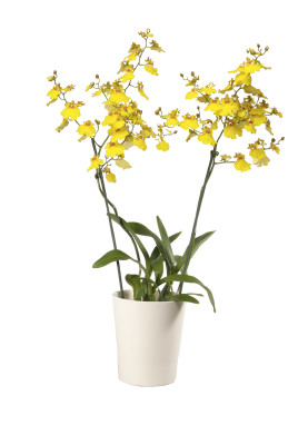 Oncidium Sweet Sugar (2 Rispen, inkl. Übertopf)