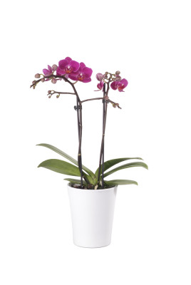 Phalaenopsis Office Orchid, violett (inkl. Übertopf)