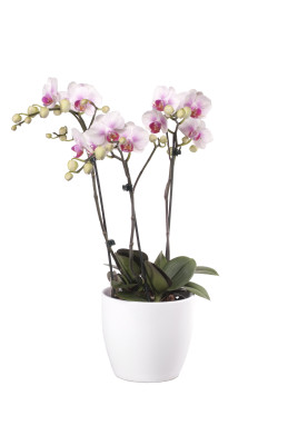 Phalaenopsis Präsent, rosa (3 Pflanzen)