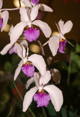 Holcoglossum kimballianum