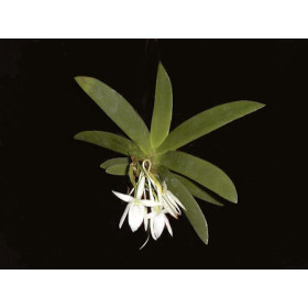 Angraecum leonis