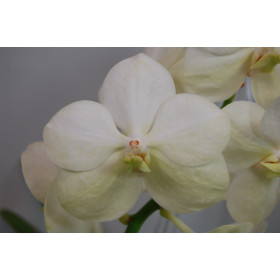 Ascocenda Princess Mikasa 'White' (in Blüte / Knospe)