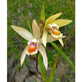 Bletilla ochracea (frisch ausgetrieben)