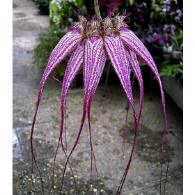 Cirrhopetalum Elisabeth Ann Buckleberry (blühstark, nicht in Knospe/Blüte)
