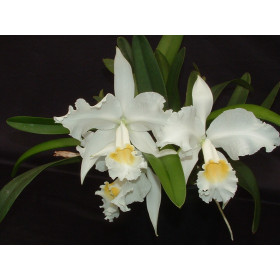 Cattleya mossiae 'alba'