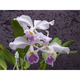 Cattleya warneri var. coerulea 'Herrenhausen'