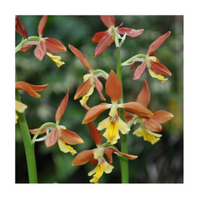 Calanthe Takane Hybride (in Knospe / Blüte)