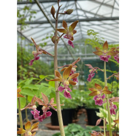 Calanthe discolor x tricarinata (in Knospe / Blüte)