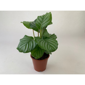 Calathea orbifolia