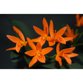 Cattleya aurantiaca (Jgpfl.)