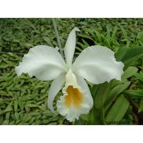 Cattleya gaskelliana 'alba'