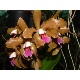 Cattleya granulosa 'Bernsteinzimmer'