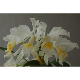 Cattleya mossiae 'wagnerii'