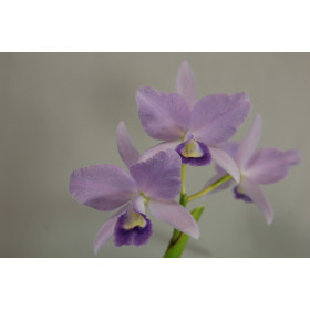 Cattleya Portia 'coerulea'