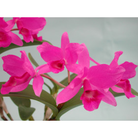 Cattleya skinneri 'Casa Luna'