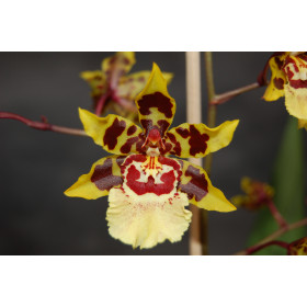 Colmanara Wildcat 'White lip' (Jgpfl.)