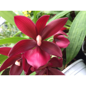 Cycnodes Wine Delight 'JEM' FCC/AOS (fast blühstark)