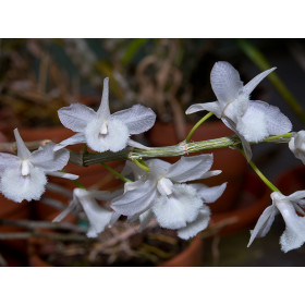 Dendrobium aphyllum 'album'