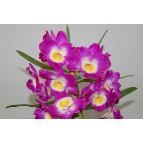 Dendrobium Comet King 'Akasuki' (2 Blütenstiele)