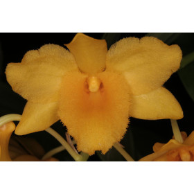 Dendrobium griffithianum