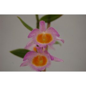 Dendrobium loddigesii (blühstark, nicht in Blüte)