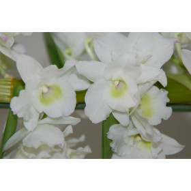 Dendrobium Spring Dream 'Apollon' (2 Stiele)