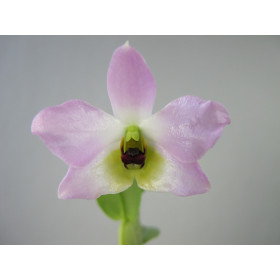 Dendrobium trantuanii