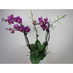 Doritaenopsis Confetti (4-5 Rispen)