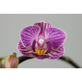 Doritaenopsis Sogo Vivien (2 Rispen)