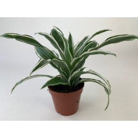 Dracaena fragrans 'White Jewel'