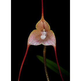 Dracula houtteana