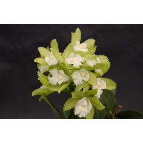 Cattleychea Siam Jade (Jgpfl., Importpflanze)